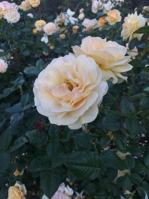 Dove Myer Robinson Park (Parnell Rose Garden) by null