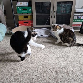 PurrSit Cat Sitting - Pet Sitting Near Me - Virginia Beach, Virginia PurrSit Cat Sitting - Pet Sitting Near Me - Virginia Beach, Virginia