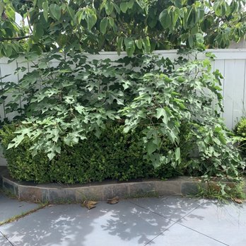 Brightside Landcare - BEFORE - Gardeners Near Me