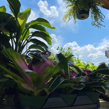 Drips Botanical Elements - Bromeliads and blue sky... - Nurseries & Gardening Near Me - Omaha, Nebraska Drips Botanical Elements - Bromeliads and blue sky... - Nurseries & Gardening Near Me - Omaha, Nebraska
