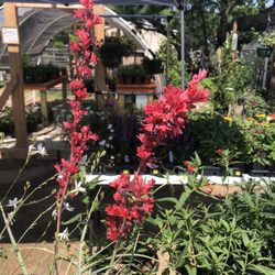 GroMore Gardens