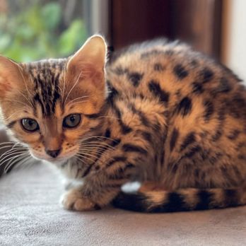 Bengal Babies Cattery - Pet Sitting Near Me Bengal Babies Cattery - Pet Sitting Near Me