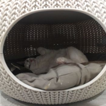 Cat Cafe on Whyte - Meow! - Coffee & Tea Near Me - Edmonton, Alberta