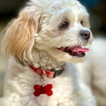 Cali Pets Hotel - Pet Groomers Near Me - Anaheim, California