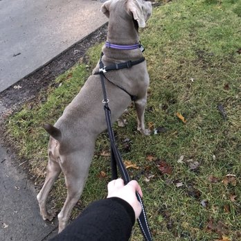 Pet Sitting by Tisha - Pet Sitting Near Me Pet Sitting by Tisha - Pet Sitting Near Me