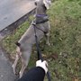 Pet Sitting by Tisha