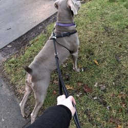 Pet Sitting by Tisha