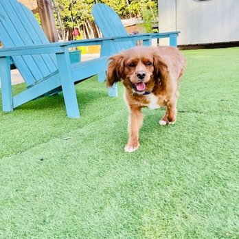 River Dogs Resort - Happy Boy - Pet Boarding Near Me - West Sacramento, California River Dogs Resort - Happy Boy - Pet Boarding Near Me - West Sacramento, California