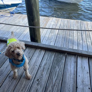River Deck - Lunching with our pooch - Seafood Near Me - New Smyrna Beach, Florida