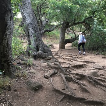 Jesusita Trail - Beautiful roots and foliage - Hiking Near Me - Santa Barbara, California Jesusita Trail - Beautiful roots and foliage - Hiking Near Me - Santa Barbara, California
