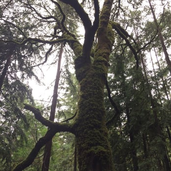 Hendy Woods State Park - Parks Near Me - Philo, California