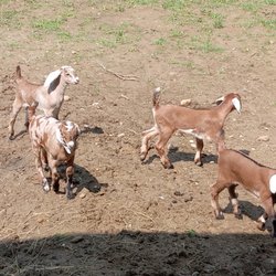 Genesis Grove Farmstead