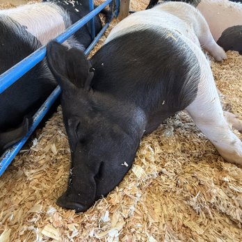 San Mateo County Fair - Pig - Festivals Near Me - San Mateo, California