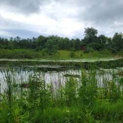 Wetlands Park - Wetland