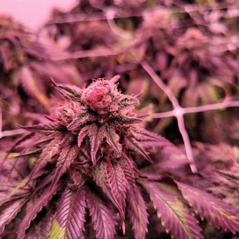 Mass Wellspring - Amnesia Haze - Cannabis Clinics Near Me - Acton, Massachusetts