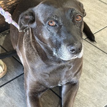 TeaLeaf - Our therapy pup - Bubble Tea Near Me - Gilroy, California