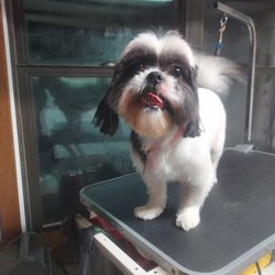 Scrappy CoCo's Pet Salon