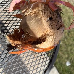 Food 4 Less gift card