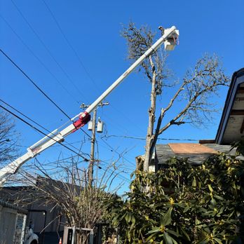 Silent Rock Tree Service - Removal of Dead English Walnut. - Tree Services Near Me - Portland, Oregon Silent Rock Tree Service - Removal of Dead English Walnut. - Tree Services Near Me - Portland, Oregon
