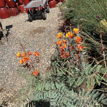 Evergreen Garden Center - The Pride of Barbados - Nurseries & Gardening Near Me - Clovis, California Evergreen Garden Center - The Pride of Barbados - Nurseries & Gardening Near Me - Clovis, California