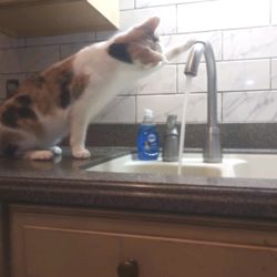 Kitchen tile backsplash job
