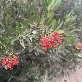 Stough Canyon Park - Wild shrub - Parks Near Me - Burbank, California Stough Canyon Park - Wild shrub - Parks Near Me - Burbank, California