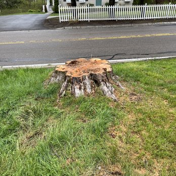 Charron Tree Service - Tree stump - Tree Services Near Me - Bellingham, Massachusetts