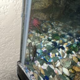 Pleco