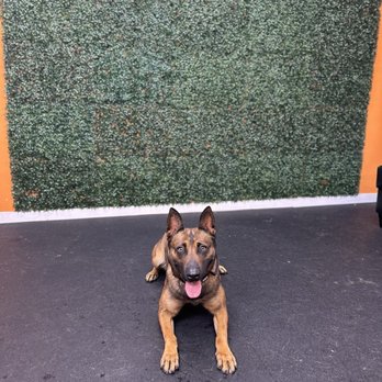 Elite K-9 Group - Pet Training Near Me - San Fernando Valley, California Elite K-9 Group - Pet Training Near Me - San Fernando Valley, California