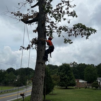 Skyline Tree Solutions - Tree Services Near Me - Bluefield, Virginia Skyline Tree Solutions - Tree Services Near Me - Bluefield, Virginia
