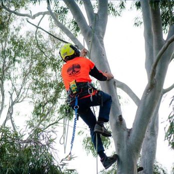 ANC Tree Services - Qualified climbing crew ANC Tree Services - Tree Services Near Me - Jimboomba, QLD ANC Tree Services - Qualified climbing crew ANC Tree Services - Tree Services Near Me - Jimboomba, QLD