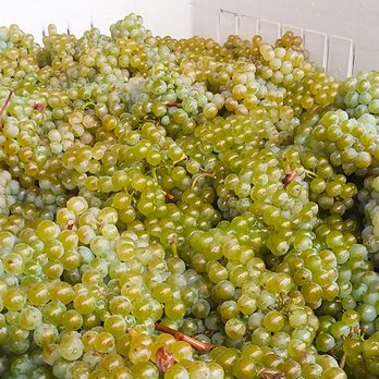 Holloran Vineyard Wines - Beautiful Chardonnay! - Wine Tasting Room Near Me - Dundee, Oregon