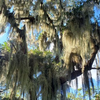 2 Da Swamp - Gorgeous tree. - Boat Tours Near Me - Des Allemands, Louisiana 2 Da Swamp - Gorgeous tree. - Boat Tours Near Me - Des Allemands, Louisiana