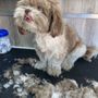 Photo of HiPets Mobile Grooming