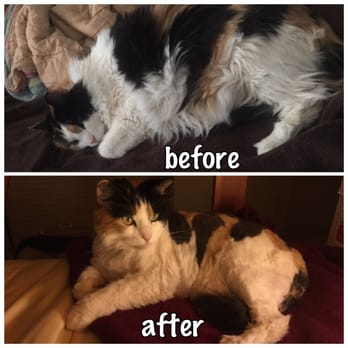 First-Col Pet Salon - Pet Stores Near Me - Arcadia, California