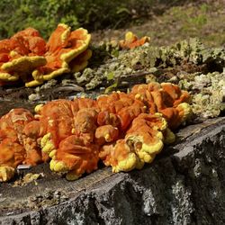 Beaver Pond Campground - Wild mushrooms in the campground