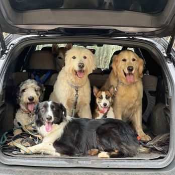 WolfPack Adventures HI - Dog Walkers Near Me WolfPack Adventures HI - Dog Walkers Near Me
