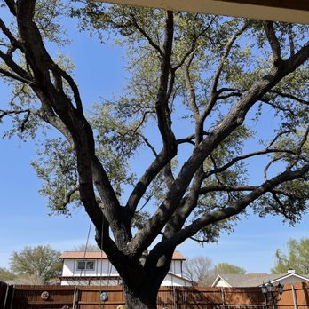 Texas Tree Surgeons - Live oak - Tree Services Near Me - Garland, Texas Texas Tree Surgeons - Live oak - Tree Services Near Me - Garland, Texas