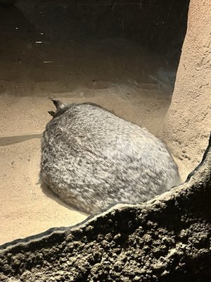 Melbourne Zoo by null