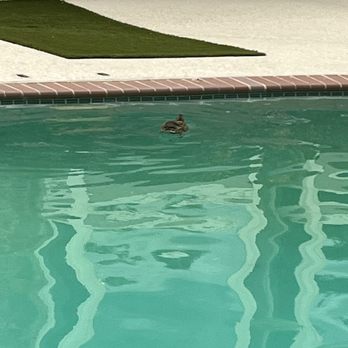 Westcliff Apartments - Dirty pool, ducks eating the trash in the pool - Apartments Near Me - Westminster, Colorado Westcliff Apartments - Dirty pool, ducks eating the trash in the pool - Apartments Near Me - Westminster, Colorado