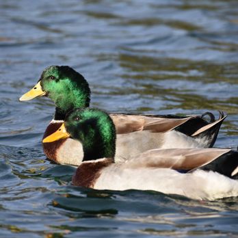 Young Park - Parks Near Me - Las Cruces, New Mexico