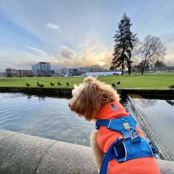 Bellevue Downtown Park - The circular water feature gives dogs a great vantage point - Parks Near Me - Bellevue, Washington Bellevue Downtown Park - The circular water feature gives dogs a great vantage point - Parks Near Me - Bellevue, Washington