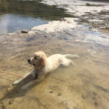 Dirty Dog - Dirty dog! - Pet Groomers Near Me - Austin, Texas