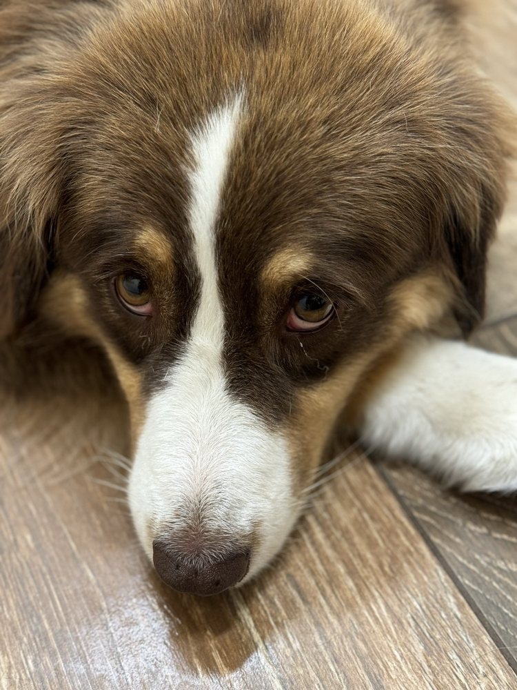 Floral City Animal Clinic Image