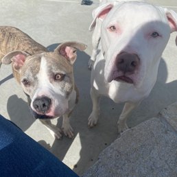 My dogs My dogs