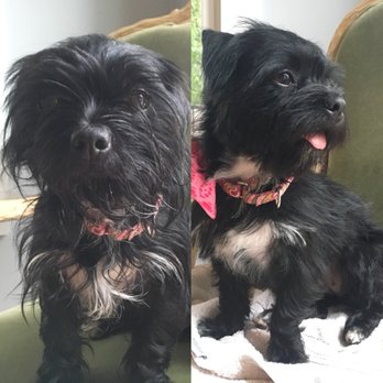 As the Fur Flies - Before and after grooming. - Pet Groomers Near Me - Austin, Texas As the Fur Flies - Before and after grooming. - Pet Groomers Near Me - Austin, Texas
