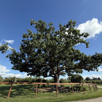 Royal Oak Farm Orchard - The beautiful royal oak!! - Fruits & Veggies Near Me - Harvard, Illinois