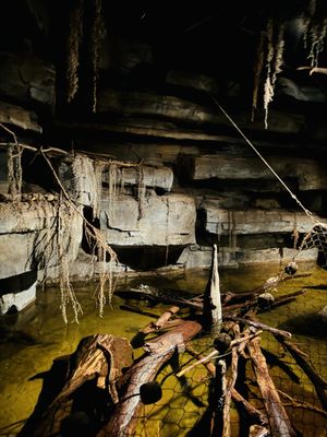 Omaha's Henry Doorly Zoo and Aquarium by null