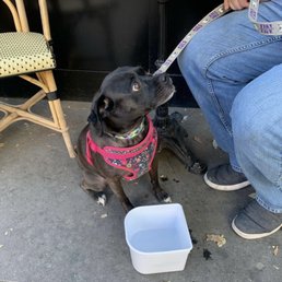 Our dog at a cafe Our dog at a cafe