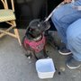 Photo of Capital Pet Movers